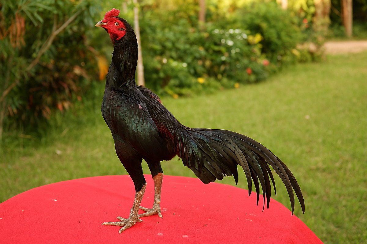 ไก่ชนสายพันธุ์ประดู่หางดำ