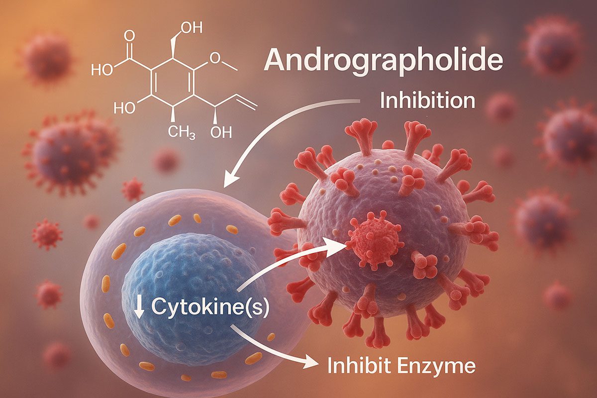 กราฟิกเชิงชีววิทยา แสดงโมเลกุล Andrographolide เข้าขัดขวางไวรัสในเซลล์