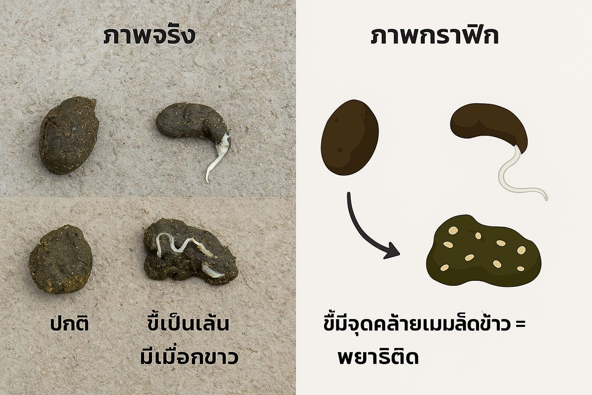 ภาพเปรียบเทียบขี้ไก่ 2-3 แบบ ปกติ (ก้อนแน่น) ขี้เป็นเส้น มีเมือกขาว (บ่งบอกพยาธิ) ขี้มีจุดคล้ายเมล็ดข้าว = พยาธิตืด