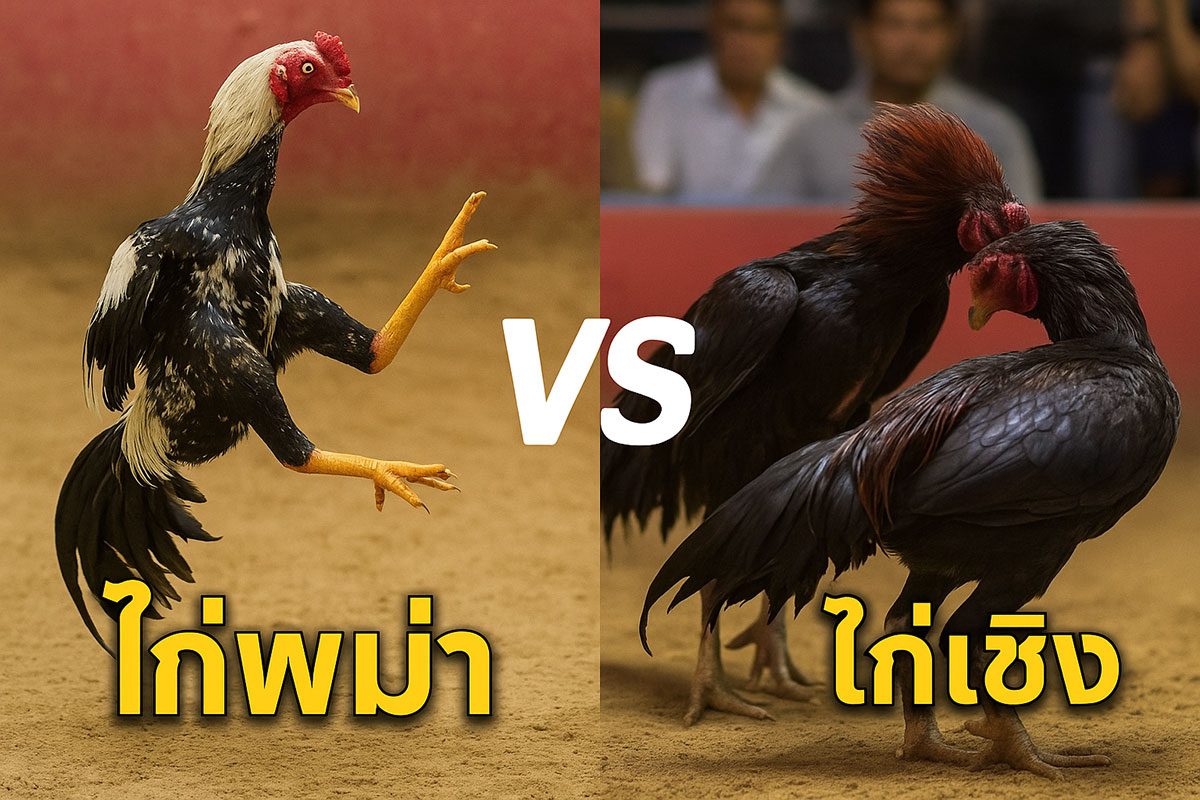 ภาพแบบ split-screen (สองฝั่ง) ด้านซ้าย: ไก่พม่ากำลังตีแข้งหน้า (แบบฉลาดและว่องไว) ด้านขวา: ไก่เชิงกำลังเบียดรัดคู่ต่อสู้