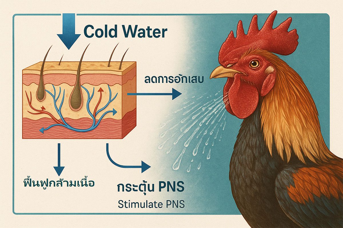 ภาพอธิบายวิทยาศาสตร์และระบบร่างกายของไก่ชน
