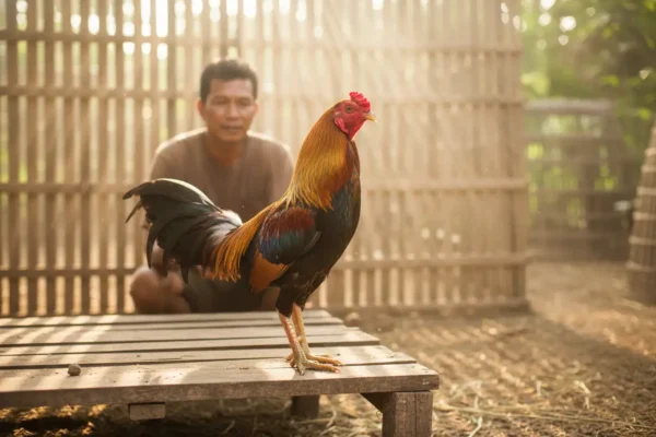 ไก่ชนกำลังฟื้นฟูปอดและสุขภาพหลังการรักษาโรคระบบหายใจ