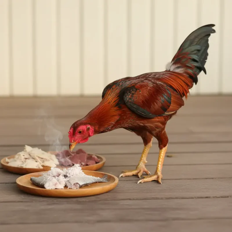 ไก่ชนกำลังกินปลาต้มสุกเป็นแหล่งโปรตีนคุณภาพสูงเพื่อสร้างกล้ามเนื้อและพลังงาน