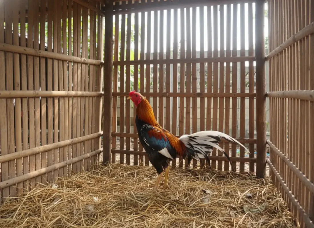 ไก่ชนกำลังพักผ่อนในช่วงผลัดขนโดยไม่มีความเครียด