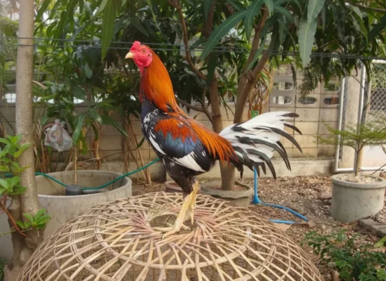 ไก่หนุ่มยืนท่าภูมิฐานในฟาร์ม เตรียมเข้าสู่กระบวนการปั้นไก่ชน