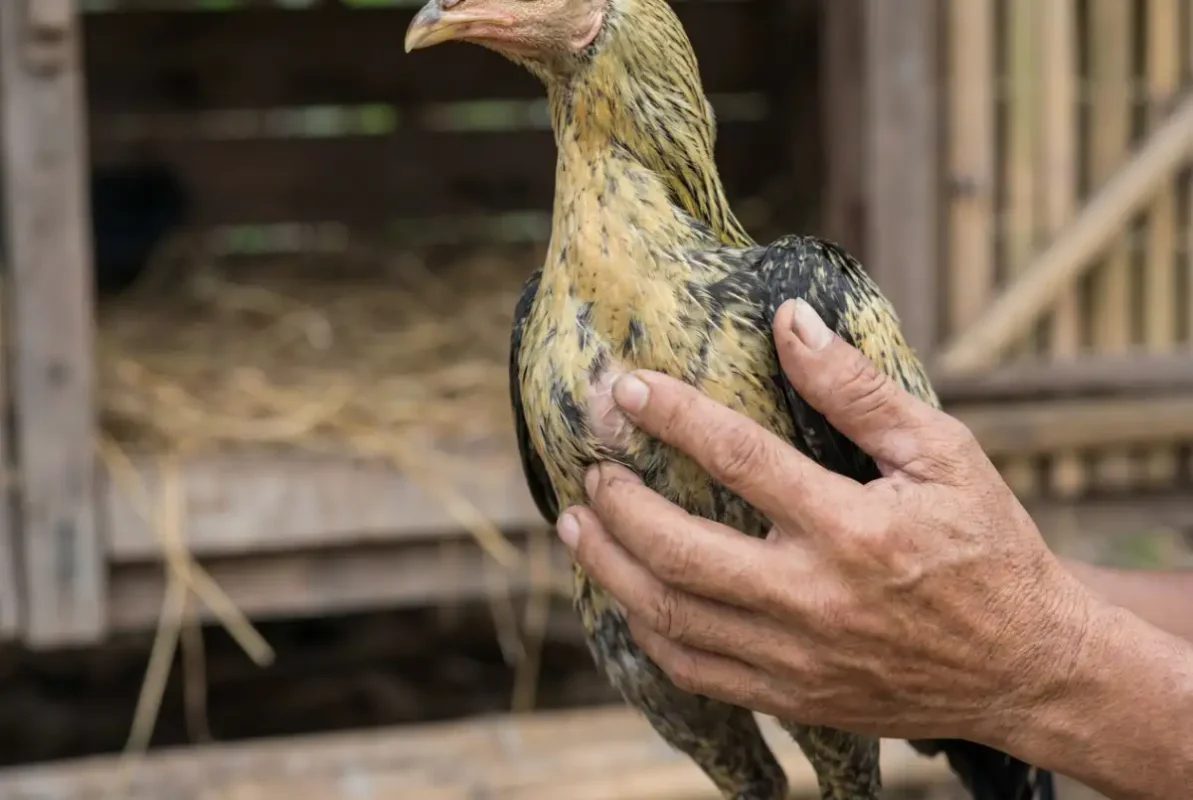 มือผู้เลี้ยงกำลังคลำสันอกไก่ชนเพื่อตรวจอาการผอมและอกแหลม