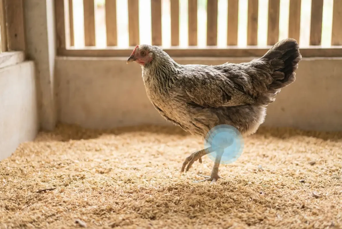 ไก่ชนแก่มีอาการข้อเสื่อม แสดงการยืนไม่มั่นคงและข้อตอแข็ง