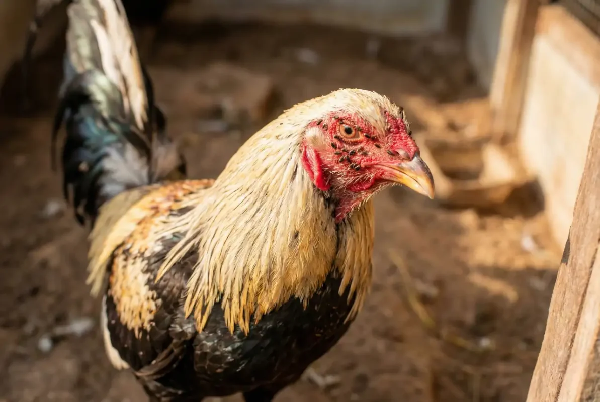 หมัดไก่เกาะหน้าและขอบตา ปัญหาที่พบบ่อยในไก่ชน