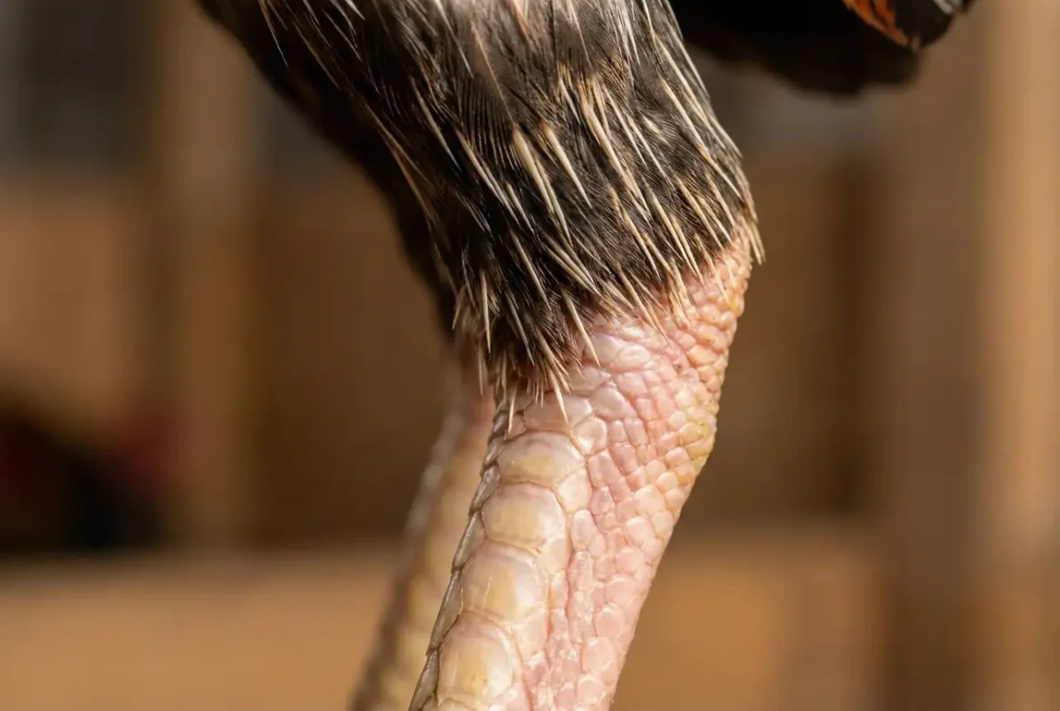 ผิวแข้งและก้านขนไก่ชนที่สะท้อนพันธุกรรมแข้งคม