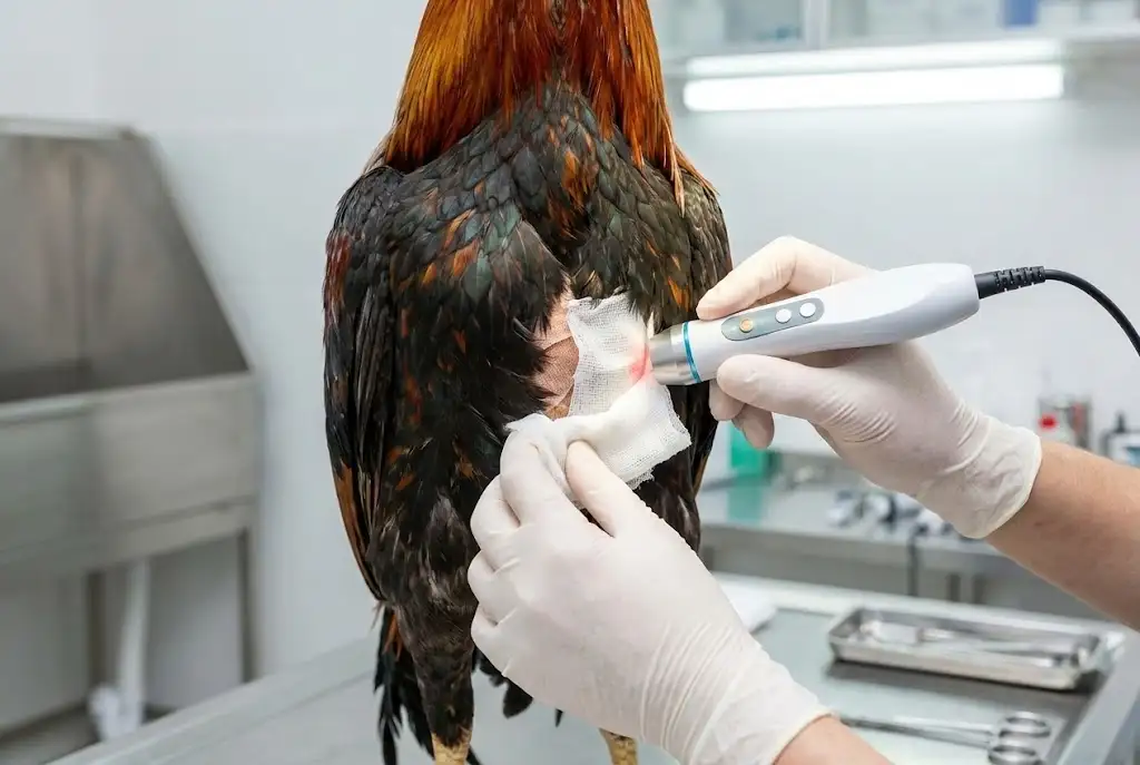 การฟื้นฟูร่างกายไก่ชนแพ้ด้วยการดูแลแผลและลดการอักเสบอย่างถูกวิธี