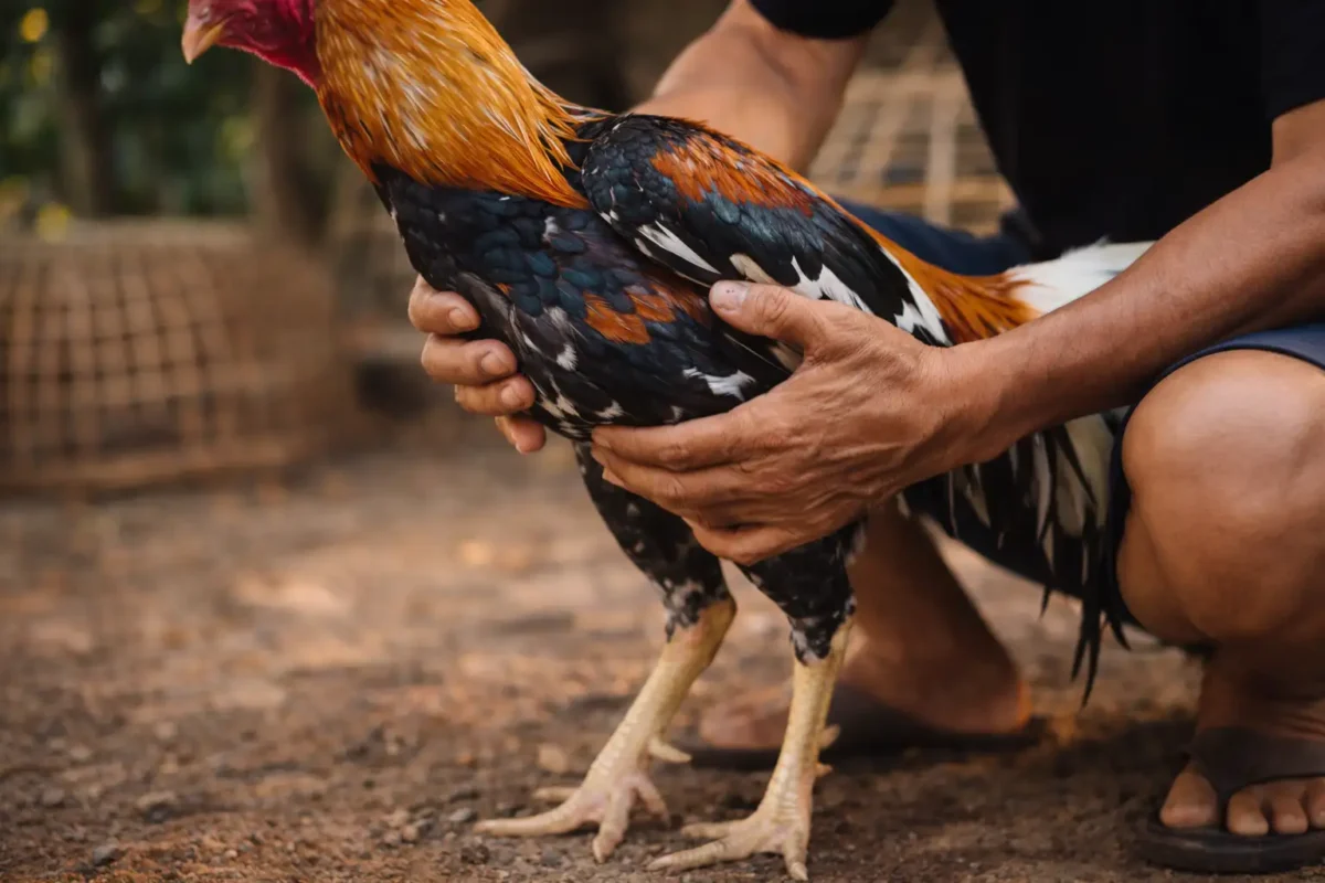 การตรวจสุขภาพไก่ชนก่อนเริ่มโปรแกรม 14 วัน