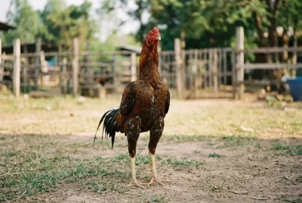 ไก่ชนที่ออกแข้งน้อยแต่มีแรงตีหนักและจังหวะการเข้าทำที่แม่นยำ