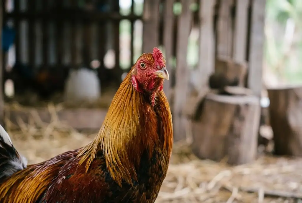 ไก่ฉลาด สมองและการตัดสินใจสำคัญกว่าแรง