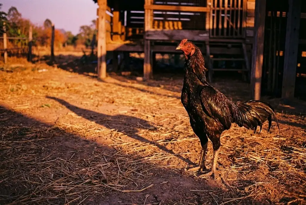 ไก่ชนที่มีไหวพริบสูง เกิดจากการเลี้ยงดูอย่างเข้าใจ