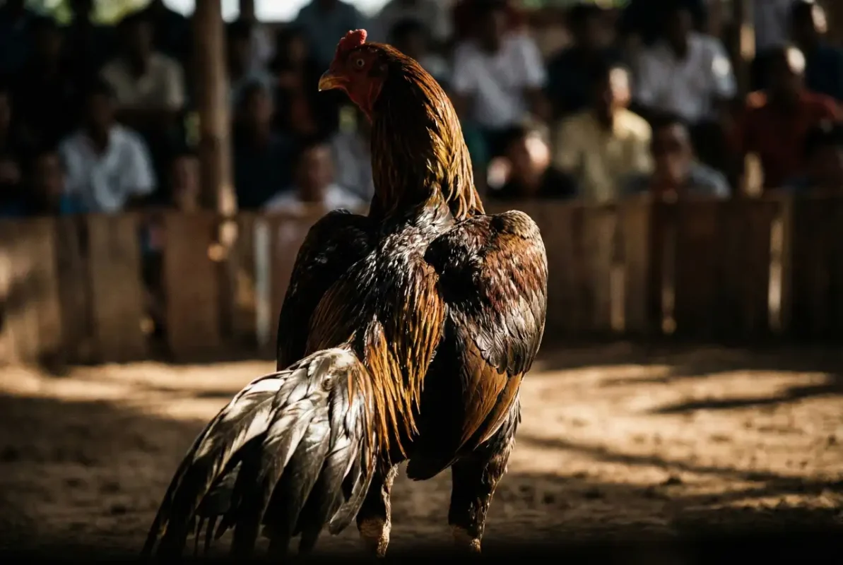 ไก่เชิงทุบหลัง แผ่นหลังจุดอันตรายที่มองไม่เห็นในสนามชน