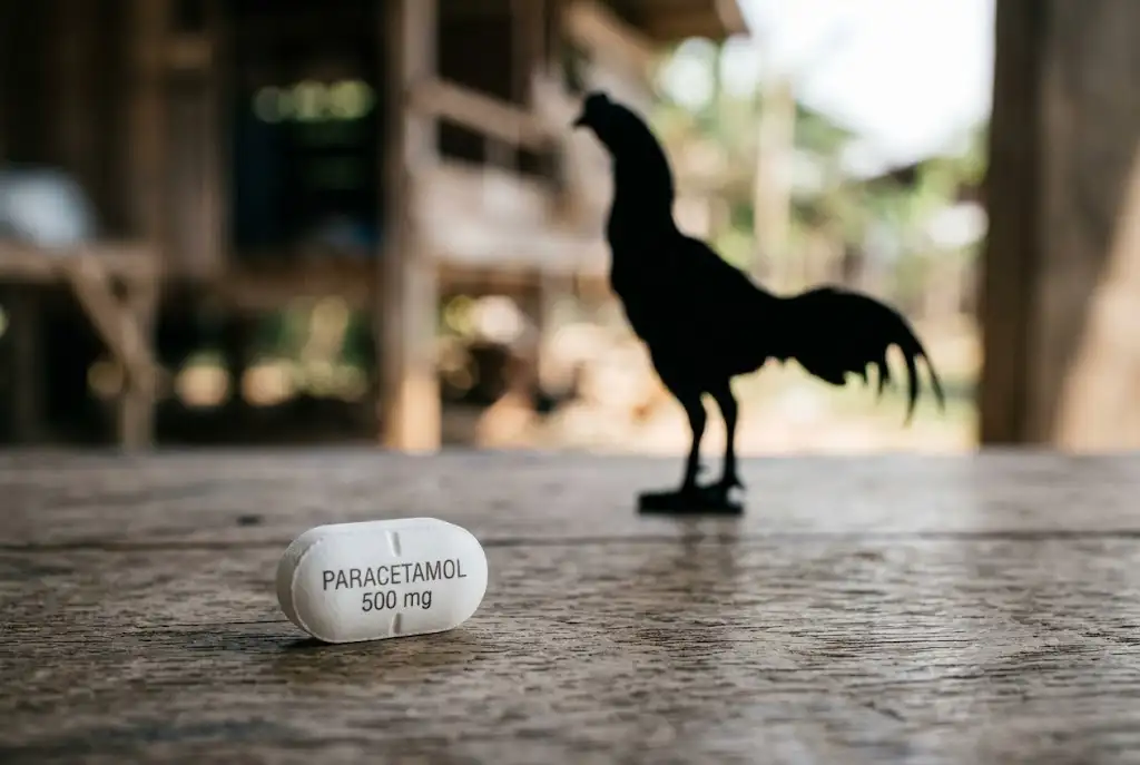 ยาเม็ดพาราเซตามอลขนาด 500 มิลลิกรัมเปรียบเทียบความเสี่ยงต่อไก่ชน