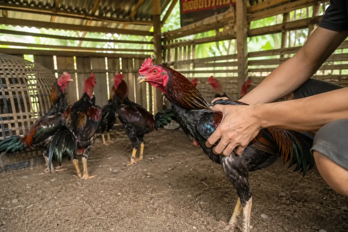การคัดเลือกลูกไก่ชนหลังการผสมแบบ Outcross
