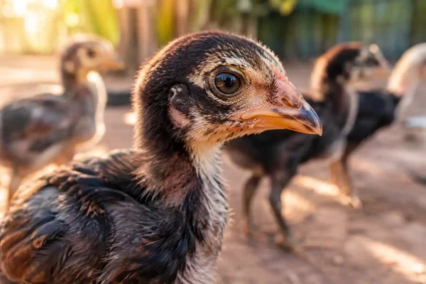 ลูกไก่ชนที่มีแววตาตื่นตัวและตอบสนองไว