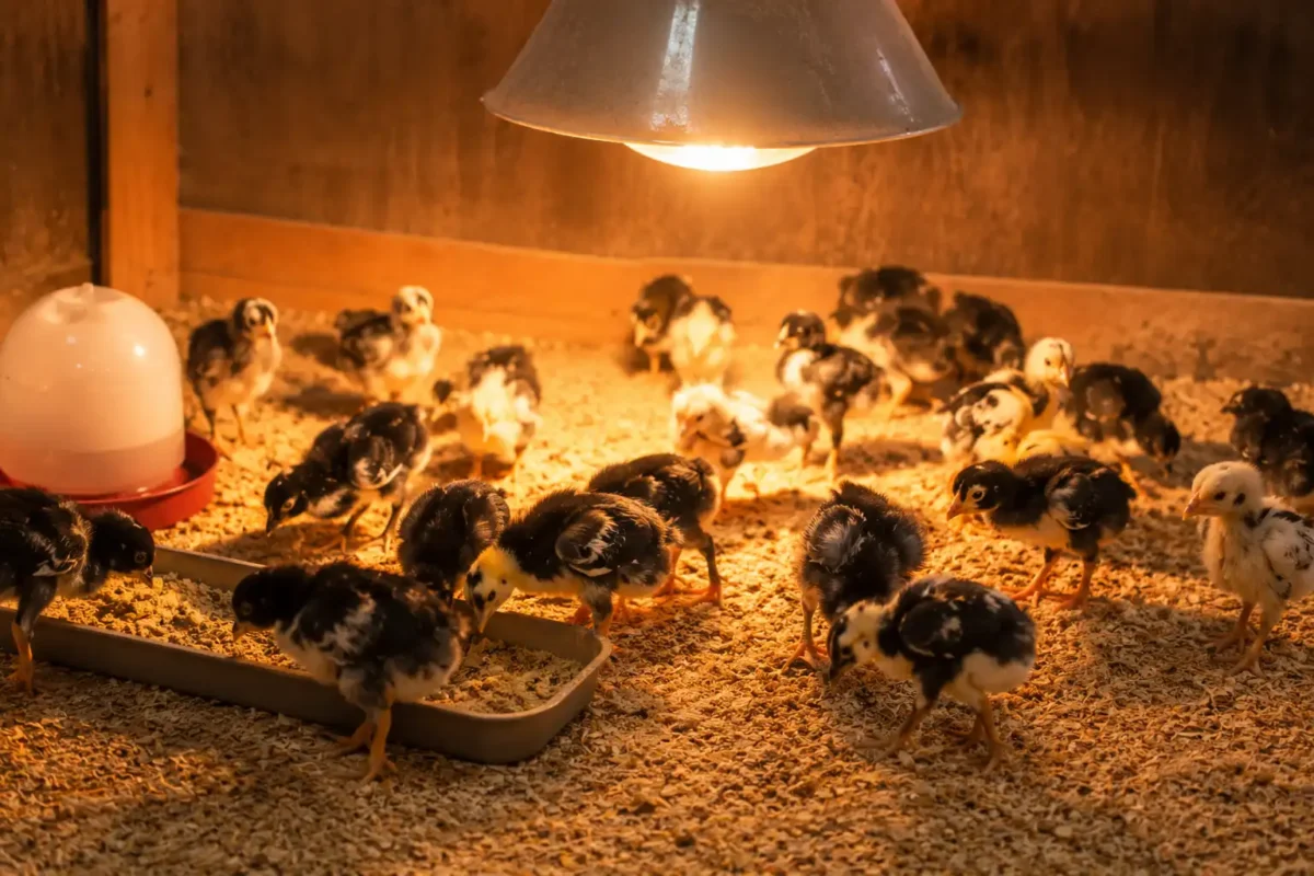 ลูกไก่ชนในระบบอนุบาลกกไฟหลังฟัก