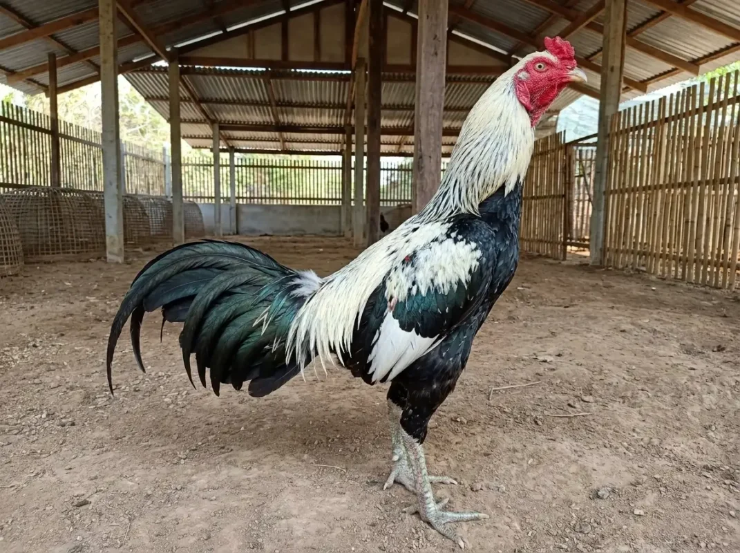 ไก่พม่าทรงปราดเปรียวยืนตื่นตัวในฟาร์ม