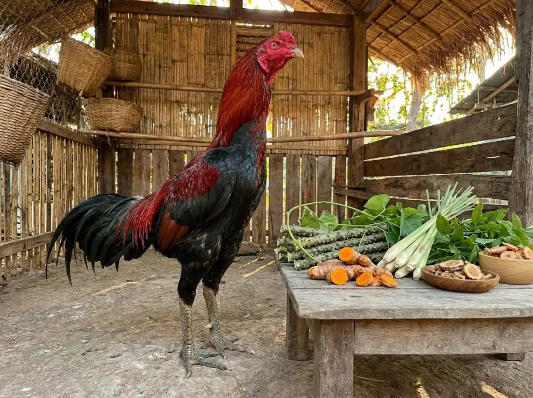 ภาพไก่ชนสุขภาพดียืนข้างสมุนไพรไทยหลายชนิดสำหรับดูแลสุขภาพไก่ชน