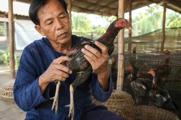 คนเลี้ยงกำลังคัดไก่หนุ่มในซุ้มเพื่อดูแววและความสมบูรณ์ของไก่ชน