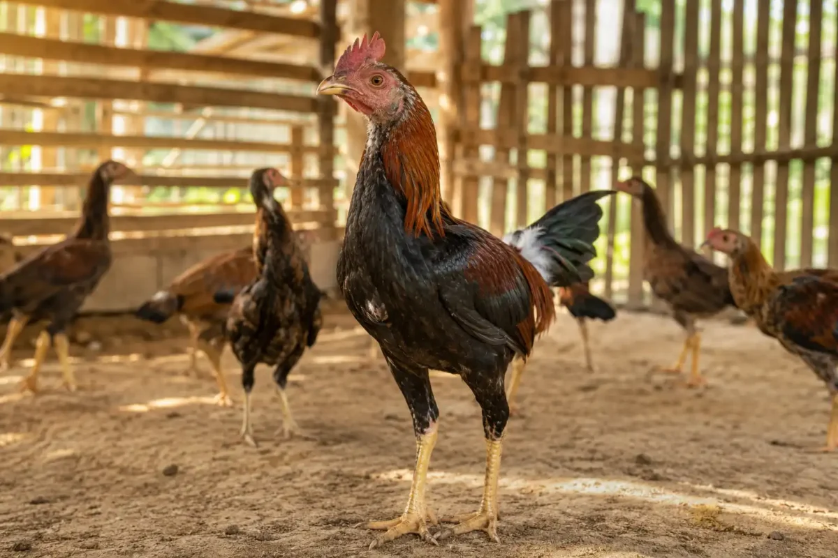 ไก่หนุ่มวัยประมาณ 6 ถึง 7 เดือนเริ่มแสดงพฤติกรรมเป็นตัวผู้และมีความมั่นใจมากขึ้น