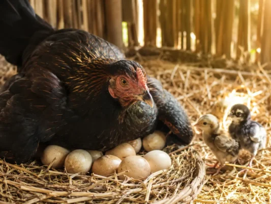 แม่ไก่ชนกำลังกกไข่หลายฟองในรังสะอาด แต่มีลูกไก่ฟักออกมาเพียงไม่กี่ตัว