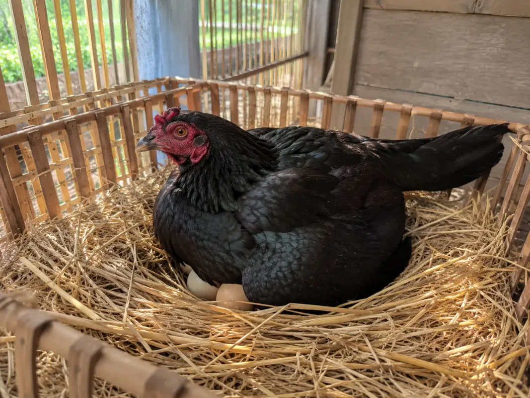 แม่ไก่ชนกกไข่จำนวนพอดีตัวในรังฟักที่สะอาดและรองด้วยฟางแห้ง