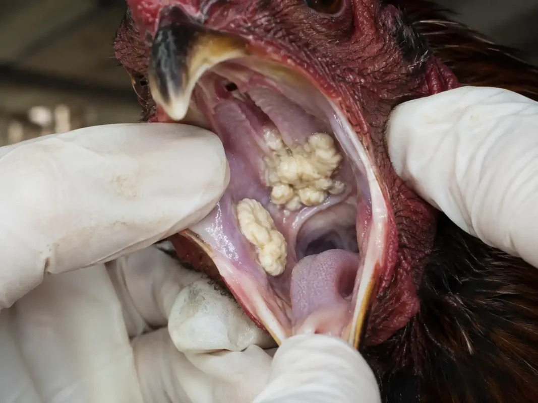 ก้อนสีเหลืองแบบ caseous lesion ภายในช่องปากของไก่