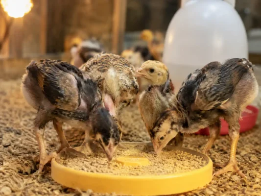 อาหารลูกไก่แรกเกิด 1-14 วัน สำหรับการเจริญเติบโตและสร้างโครงกระดูก