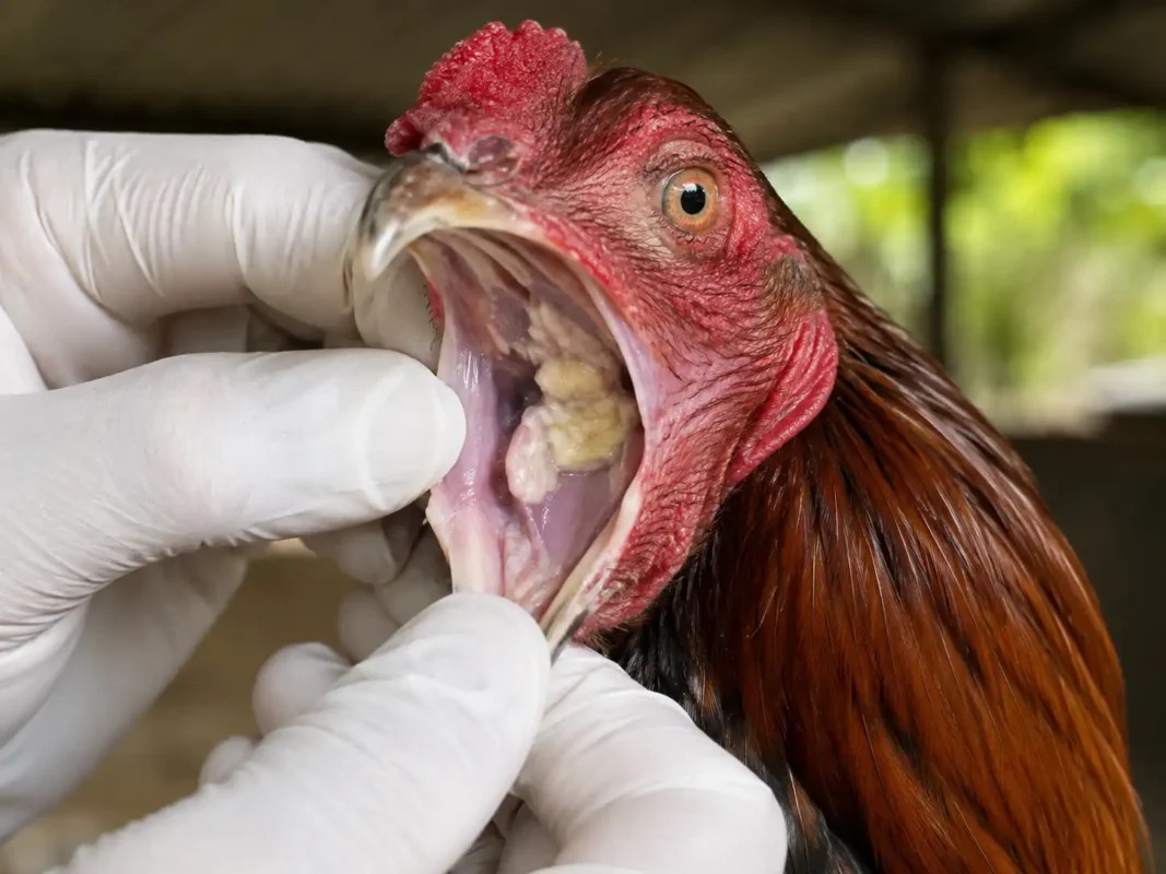 ไก่คอดอกมีรอยโรคและก้อนสีเหลืองภายในช่องปากและลำคอ
