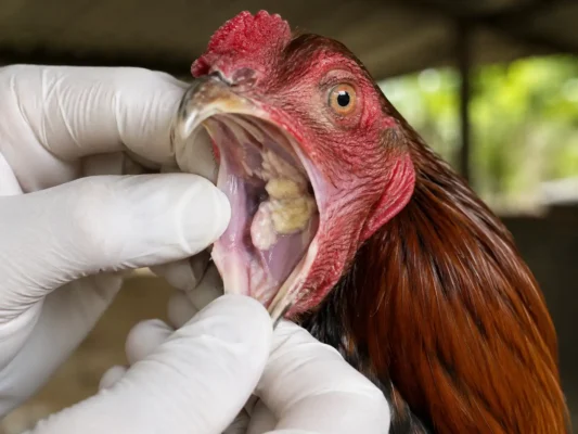 ไก่คอดอกมีรอยโรคและก้อนสีเหลืองภายในช่องปากและลำคอ