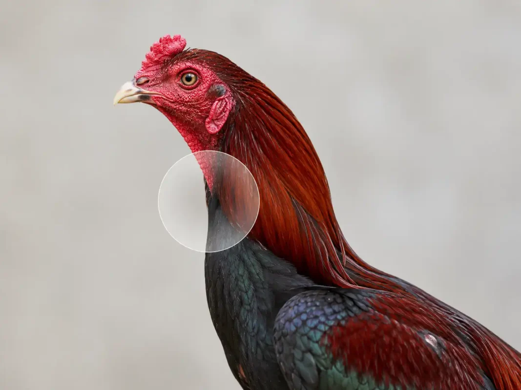 บริเวณลำคอที่คนเลี้ยงไก่ชนเรียกว่าแผลกระเดือก