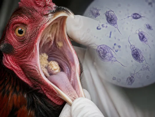 Trichomonas gallinae กับรอยโรคคอดอกภายในช่องปากไก่